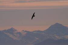 Skua above the Royal Society Mountain Range.JPG